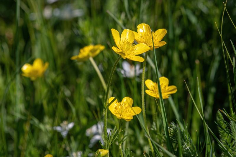 Several deep yellow flowers with glossy petals on long stems in a weedy lawn.