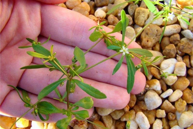A person's hand holds a flowering stem of carpetweed above ground covered with pea gravel. The flower size is less than half of the width of a finger.