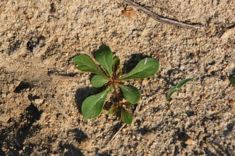 A seedling carpetweed plant with about 8 leaves attached to a very short central stem.
