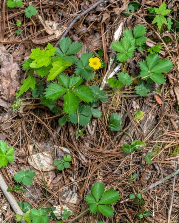 A yellow 5-petaled flower on a short plant with 5-part serrated leaves. Several smaller plants of the same type grow nearby.