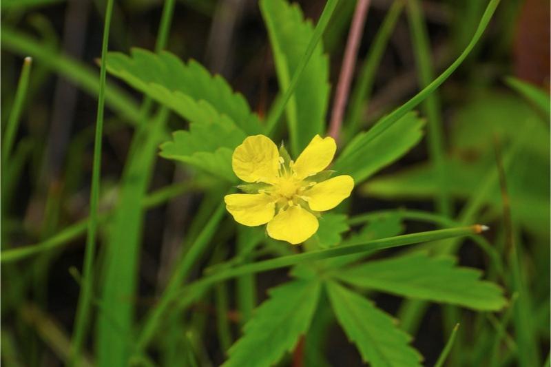 A 5-petaled yellow flower on a long stem above two leaves divided into 5 sections.