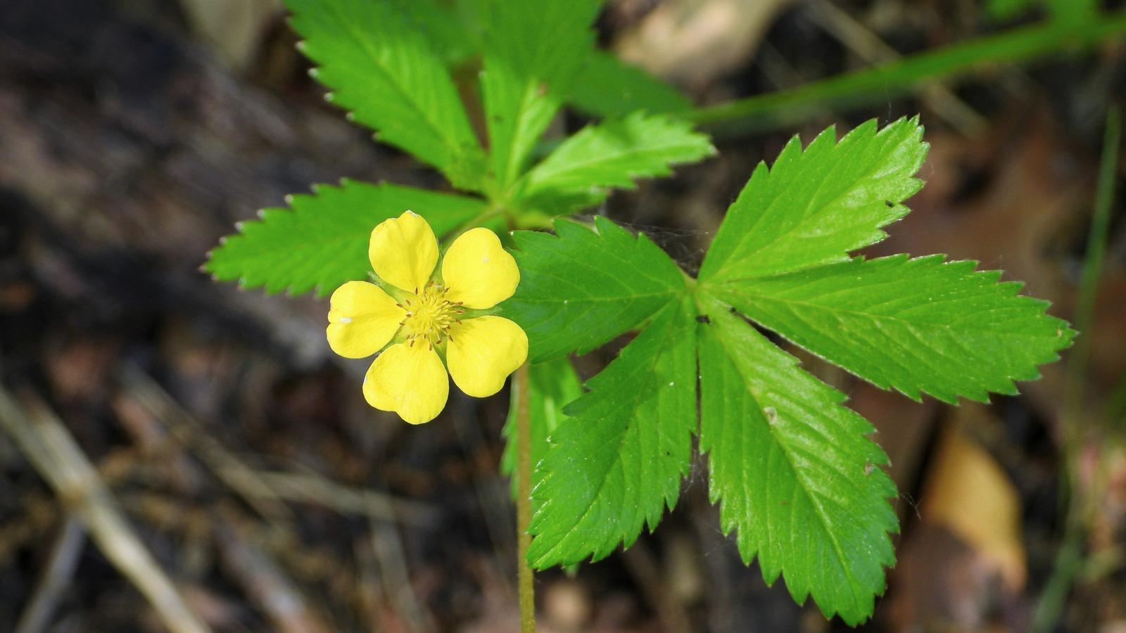 A yellow flower with 5 petals and leaves with 5 leaflets having serrated edges.