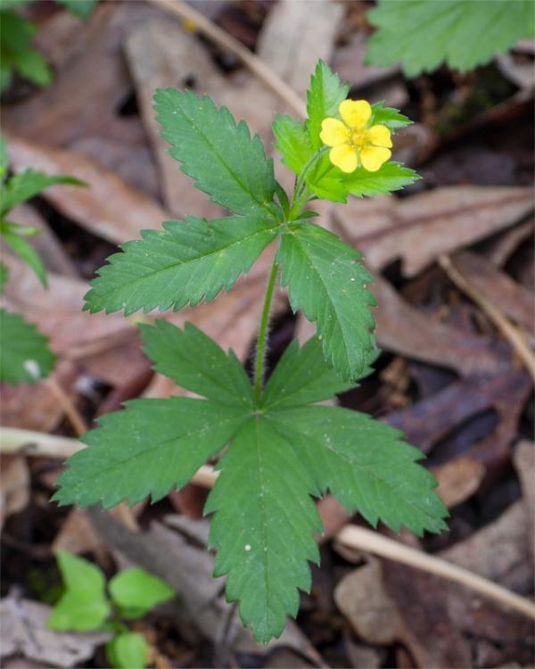 A single yellow 5-petaled flower on a stem emerging from a 3-part leaf with serrated margins.