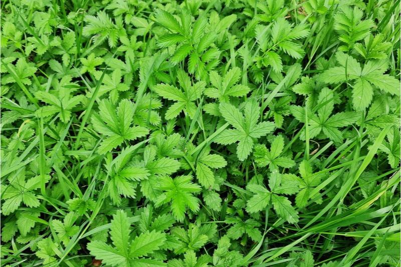 Abundant common cinquefoil foliage with 5 serrated leaflets growing among unmown grass blades.