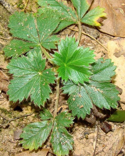 A young common cinquefoil plant with several compound leaves, each having 5 leaflets with toothed margins radiating from a central point.