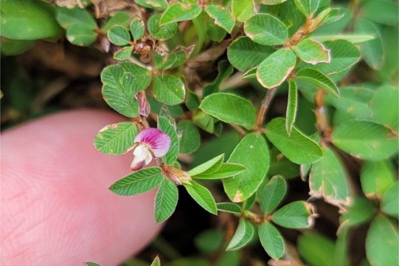 Close-up of a small pink and white pea-like lespedeza bloom on a leafy stem with a person's finger in the background.