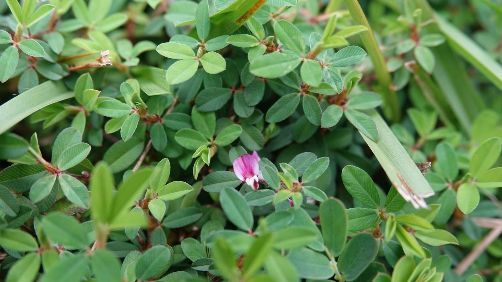 Close-up of a small pea-like pink and white flower on a creeping plant with trifoliate leaves growing in a lawn.