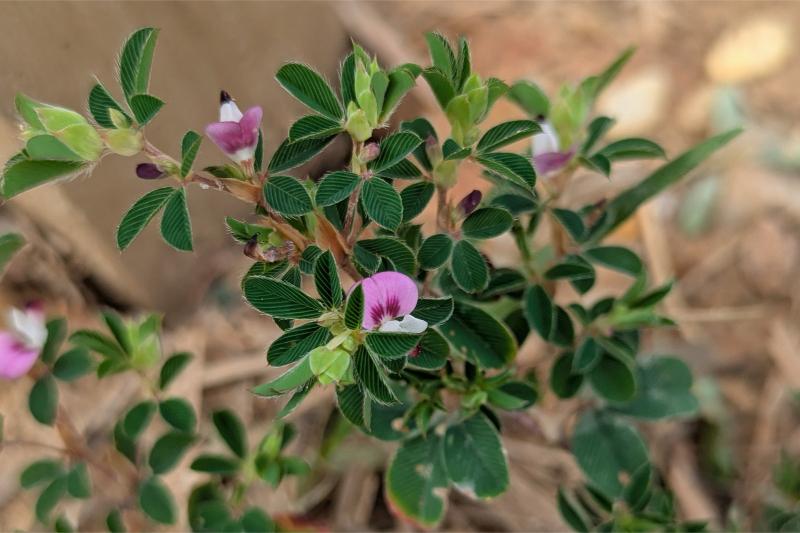 Scattered small pink and white flowers on a branched stem with trifoliate leaves.