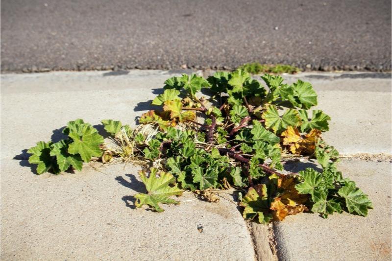A young common mallow plant, growing in gap between pavement blocks, with a rosette of foliage held close to the ground.