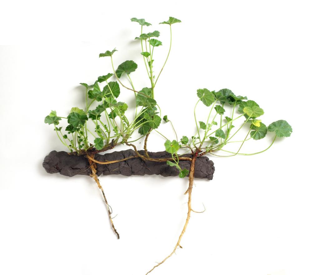 Side view of a common mallow plant in a slab of soil with two main roots exposed. One rooted stem just below the soil surface connects the clumps of growth.