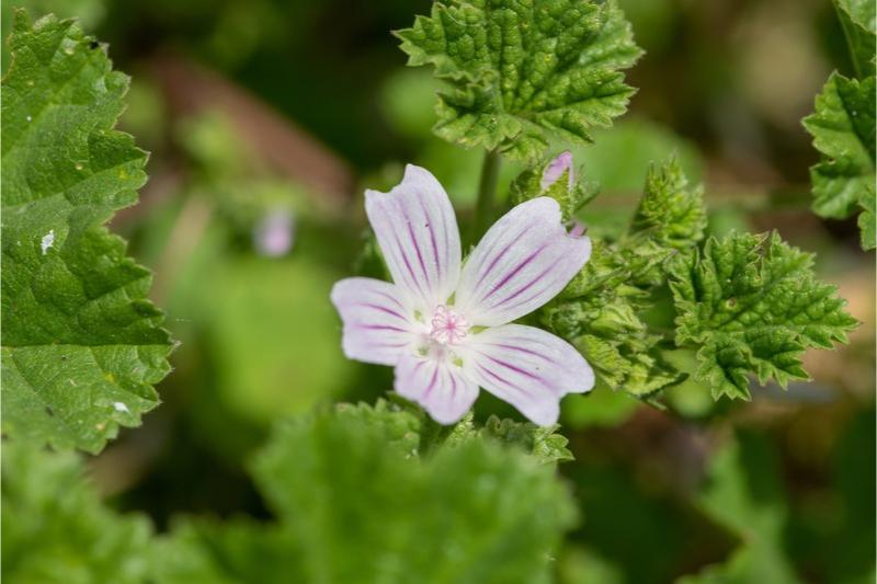 Close-up of a pale pink flower with 5 petals that have slightly darker, parallel veins on them and mildly notched petal tips.
