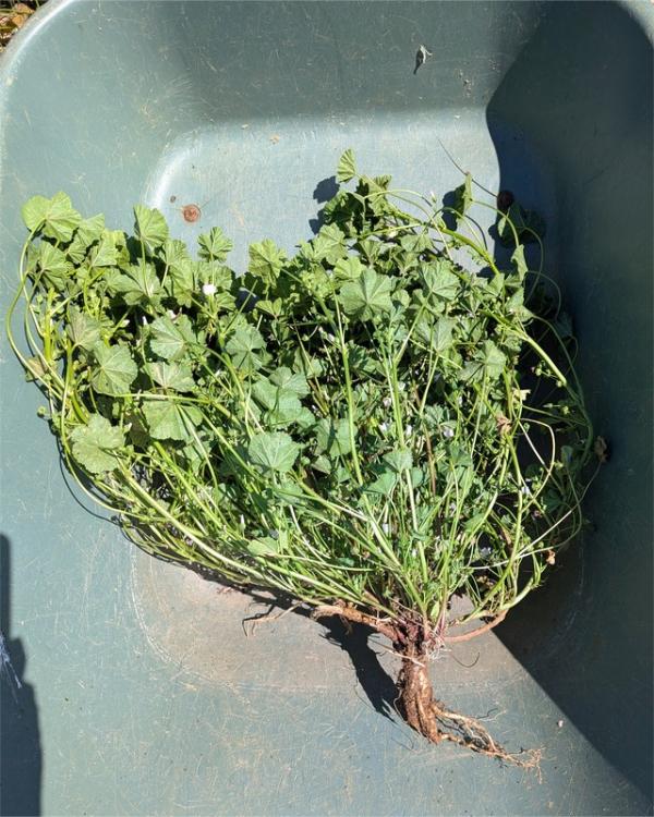 A large clump of common mallow uprooted and placed in wheelbarrow to show its short but thick taproot and wide span of stems.