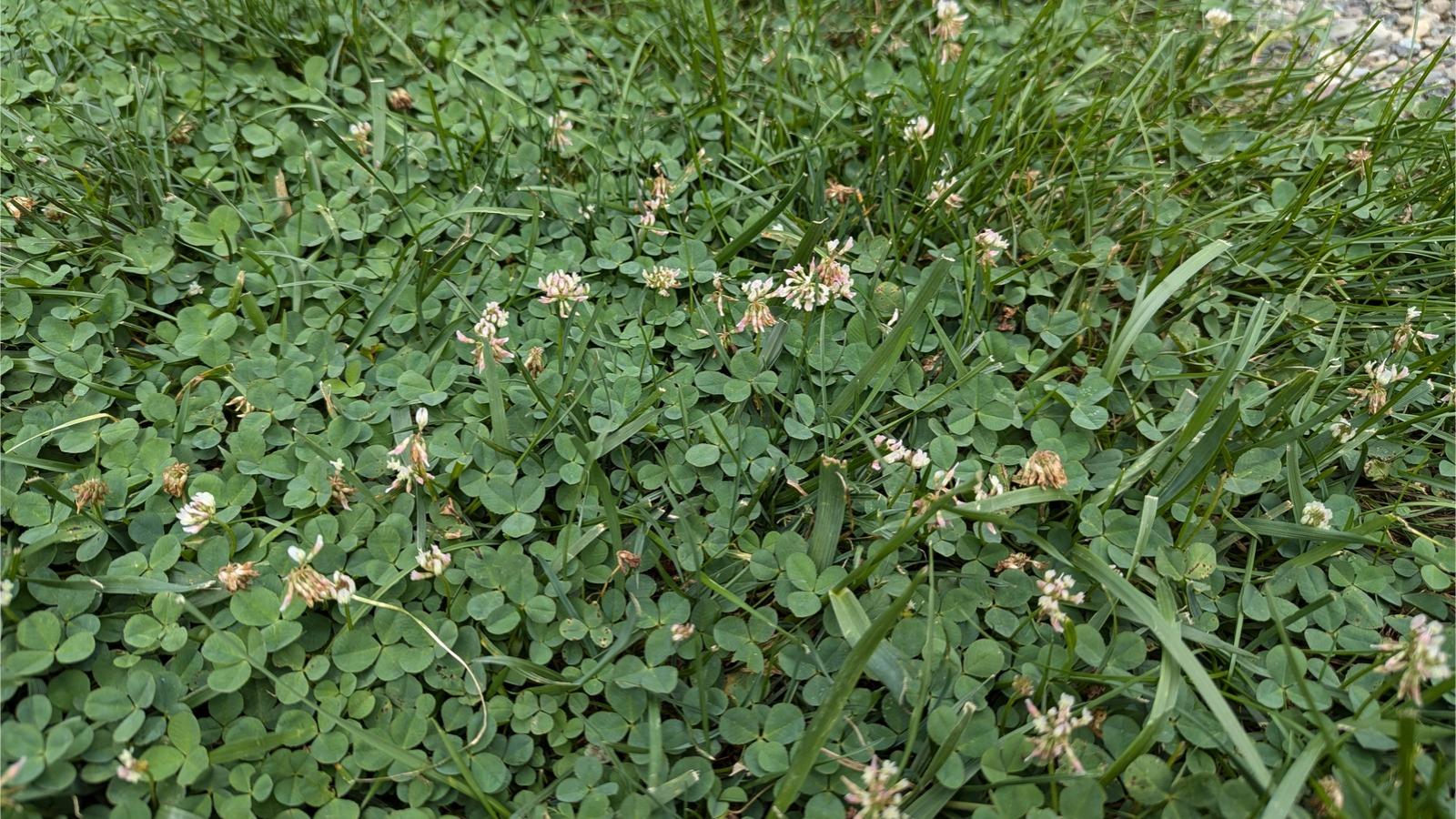 An abundance of white-flowered clover growing in a lawn.