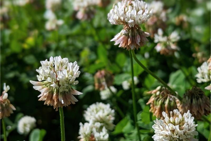 Close-up of several clover flower clusters. Individual flowers in each cluster are white, turning pinkish and then tan as they fade towards the bottom of the cluster.