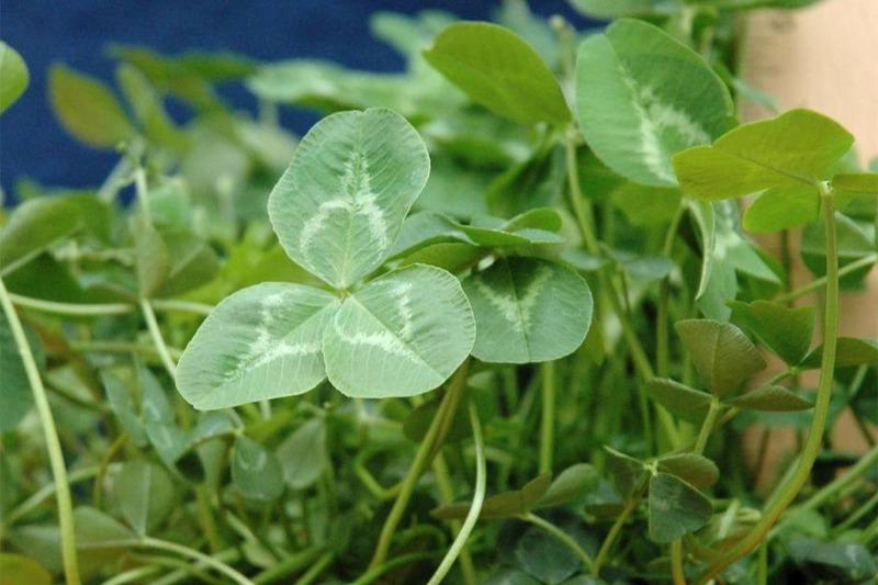 Close-up of a clover leaf, with each of the 3 rounded leaflets bearing a paler V-shaped marking in its center.