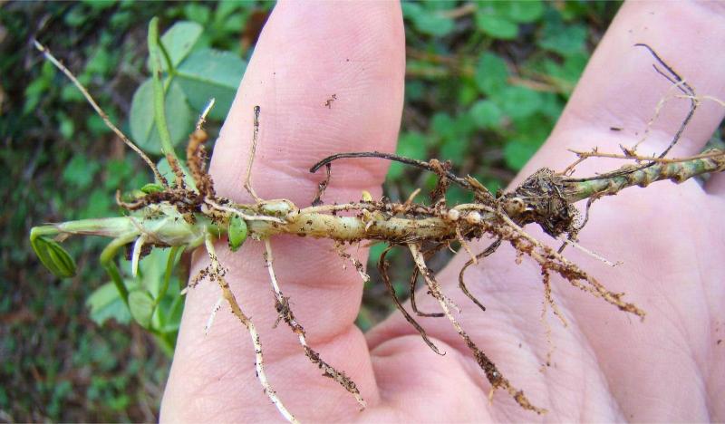 A thick central root and finer side root branches on an uprooted white clover plant.