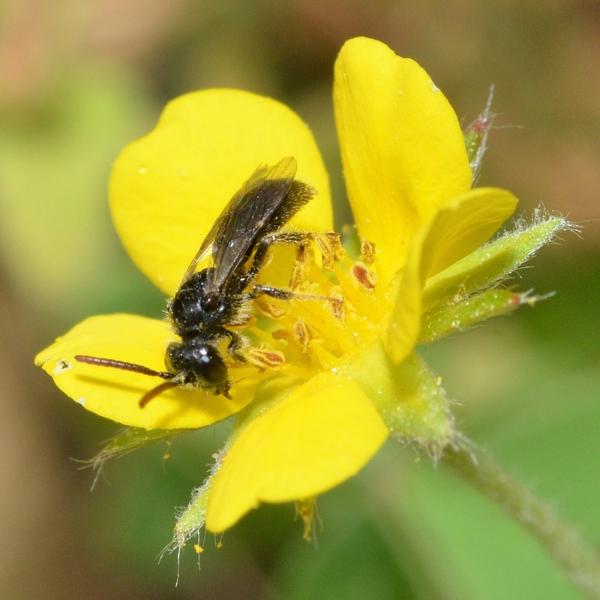 A small black-bodied bee with clear wings sitting in the center of a yellow cinquefoil flower.