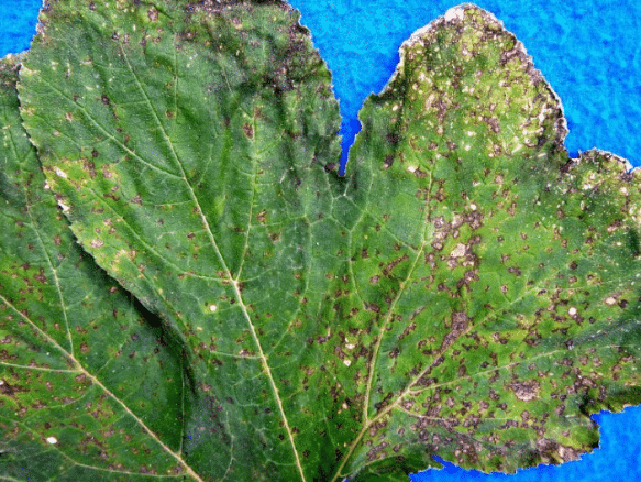 Alt text (short):  Pumpkin leaf showing numerous small brown lesions with yellow halos caused by Xanthomonas leaf spot.