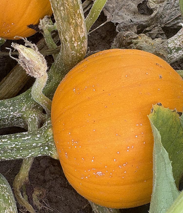 Orange pumpkin on the vine showing numerous small, white, raised lesions on the fruit surface characteristic of Plectosporium blight.