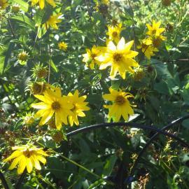 yellow flowers of native woodland sunflower