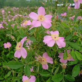 pink flowers of native pasture rose