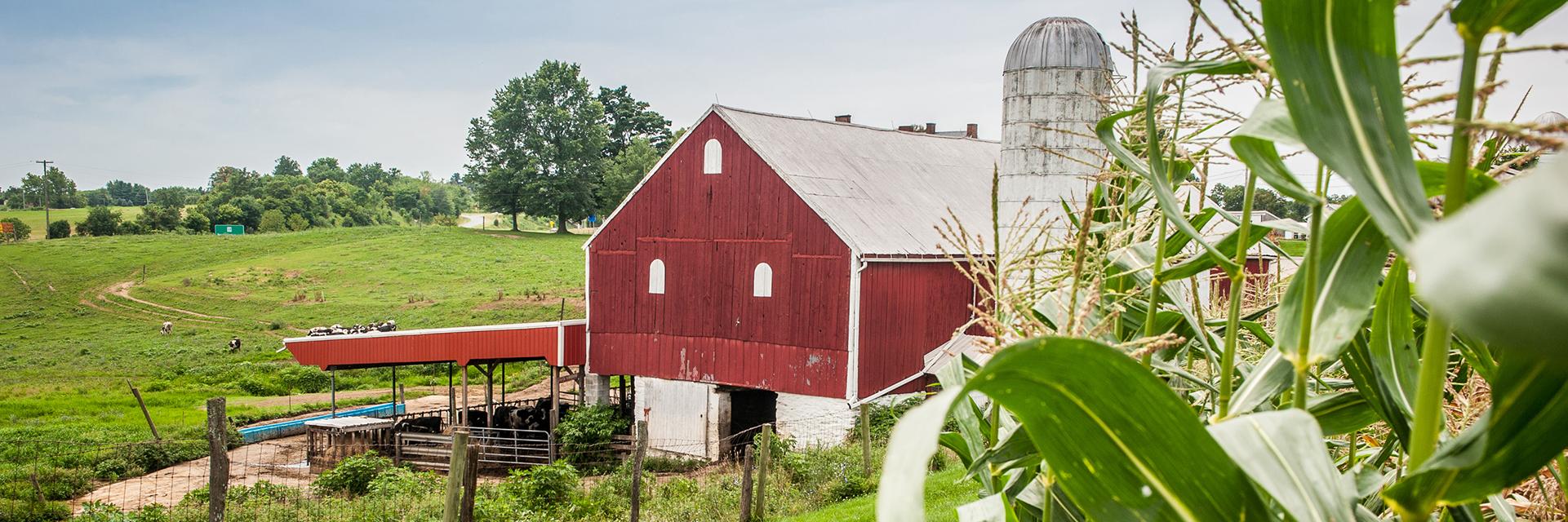 Corn in foreground, red barn in the middle, and cows on green pasture in the background