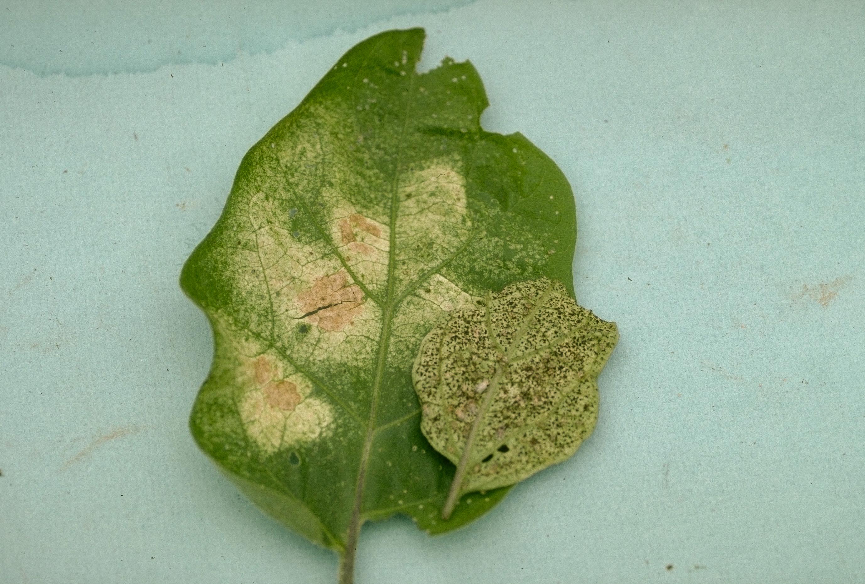 Eggplant lace bug damage and signs of the insects on the underside of a leaf