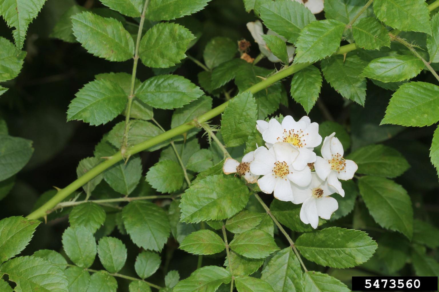 invasive multiflora rose shrub with white flowers