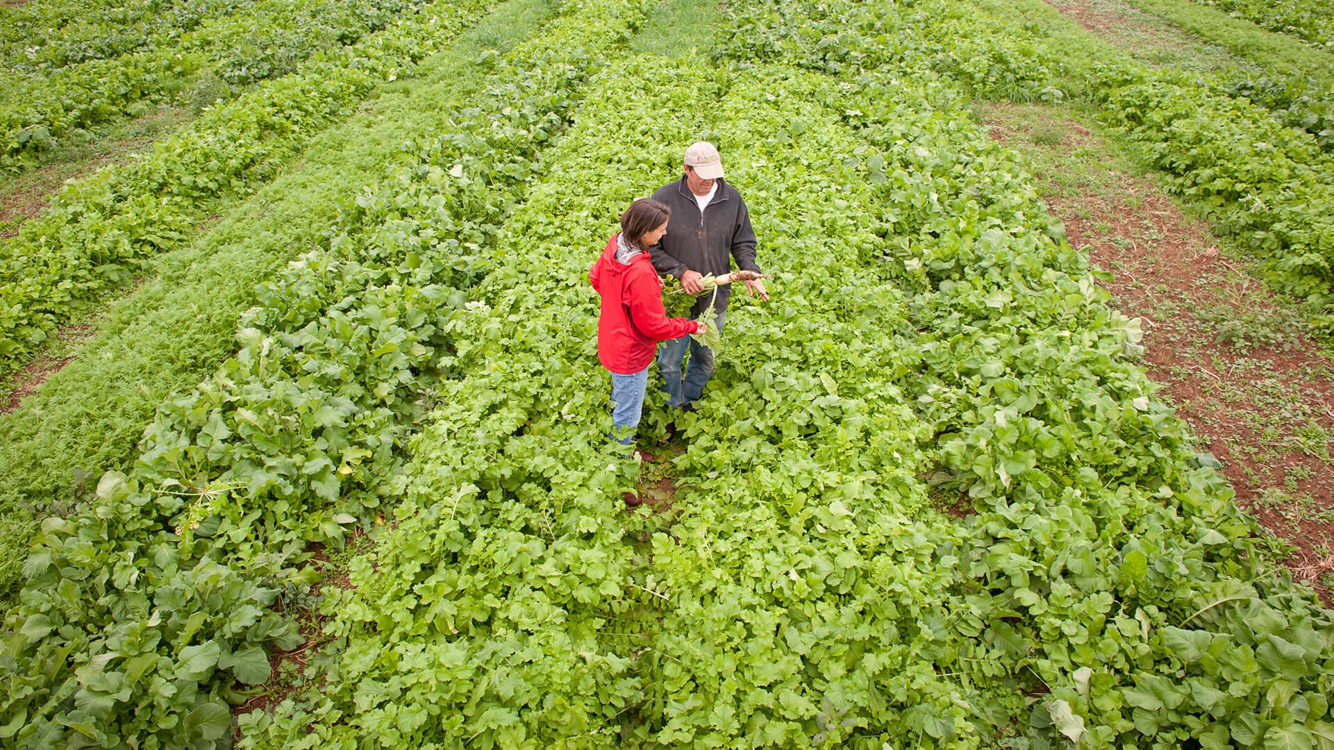 Two people standing in the middle of a tillage radish cover crop field