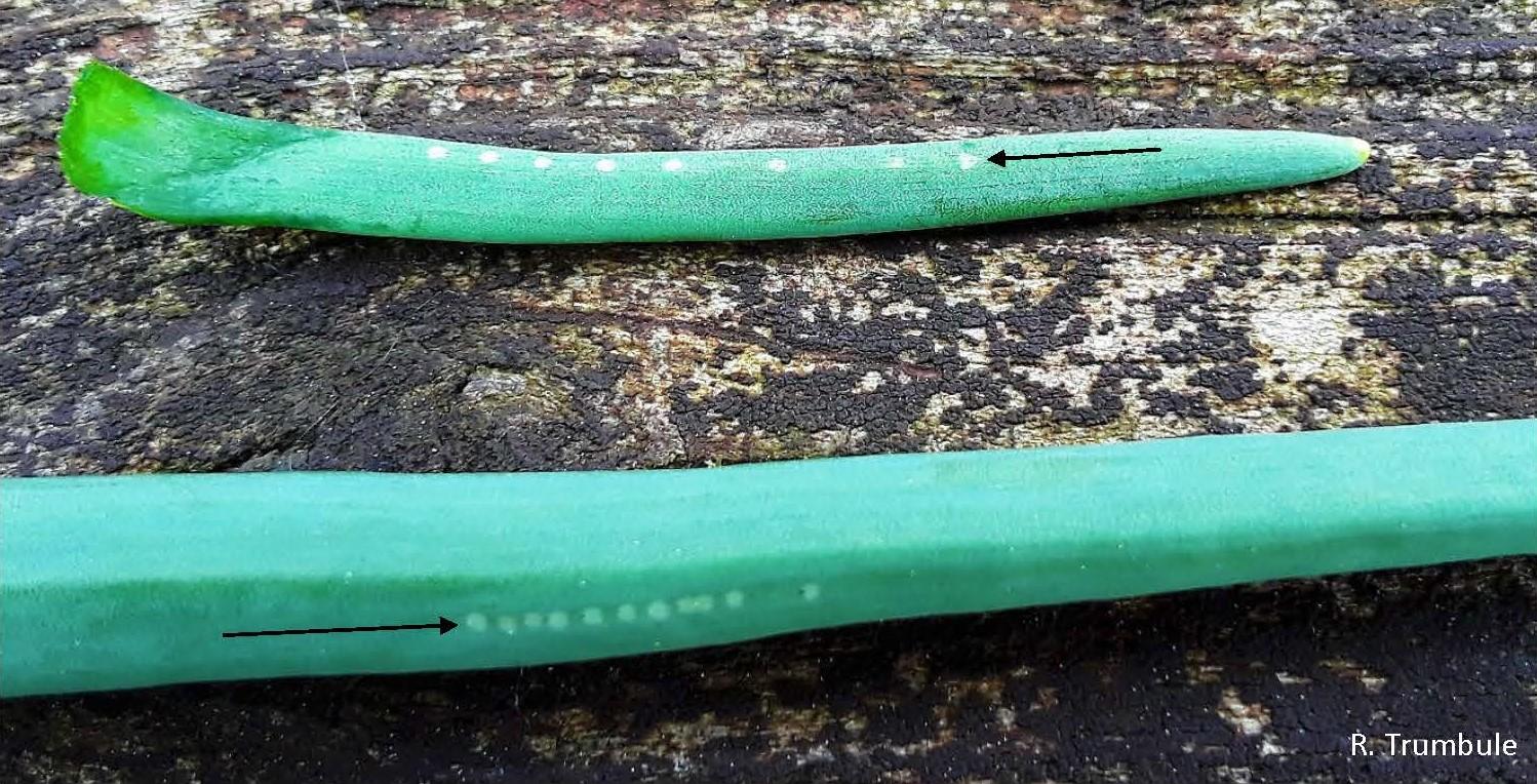 Characteristic white dots made by Allium leaf miner on onion.