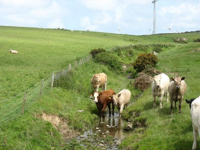 Cow in stream