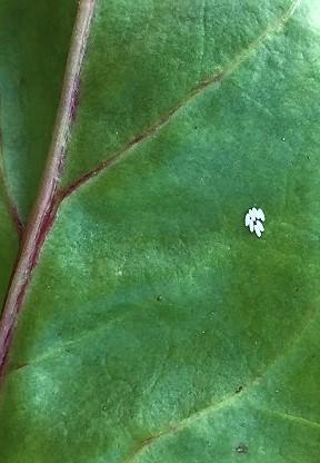 Fig. 1 Leafminer eggs are white and laid on underside of leaves 