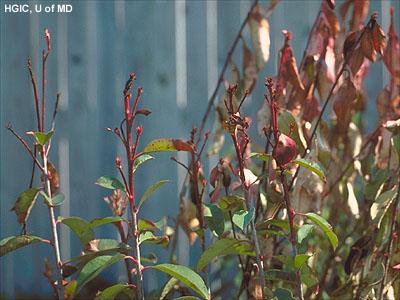 Freeze or frost damage on new growth