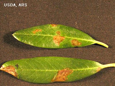 sudden oak death leaf spots on rhododendron