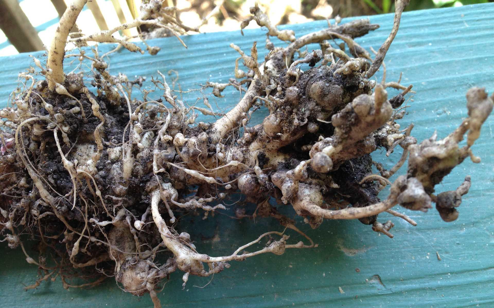 Severe root-knot nematode symptoms on Swiss chard roots