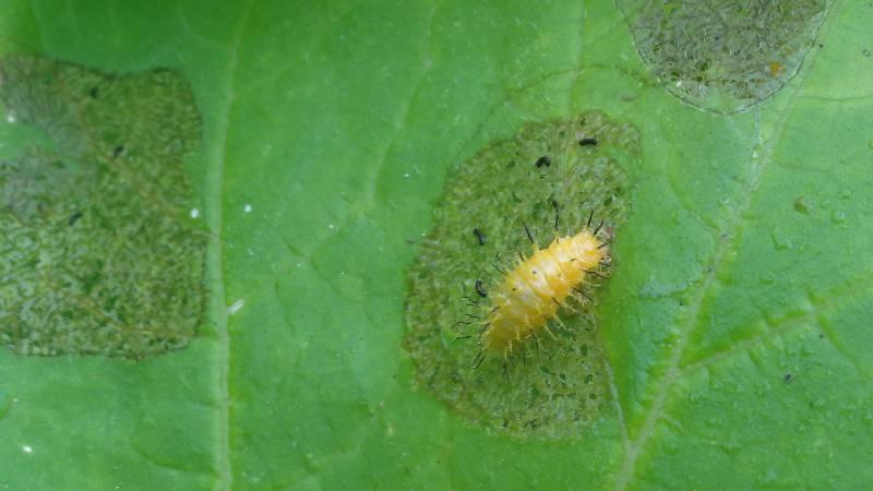 Squash beetle larva and feeding injury- scraping or“windowpaning”