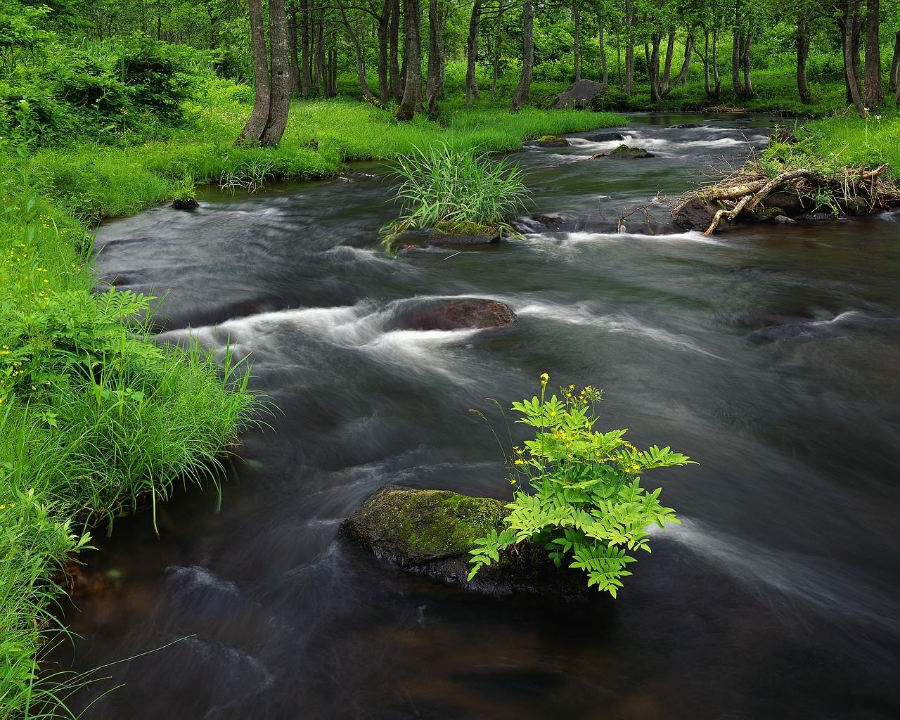 Forested stream