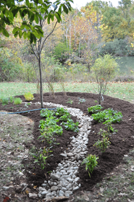 Picture of a path in a rain garden