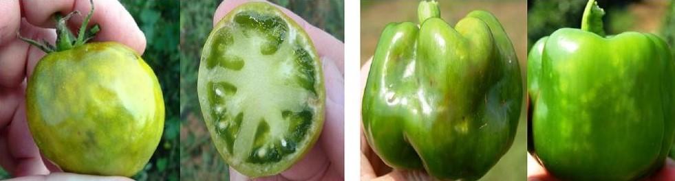 Damage to tomato and green pepper from BMSB feeding