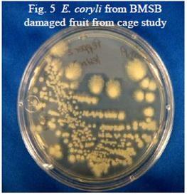 E. coryli from BMSB damaged fruit from cage study