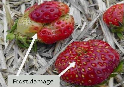 Frost damage