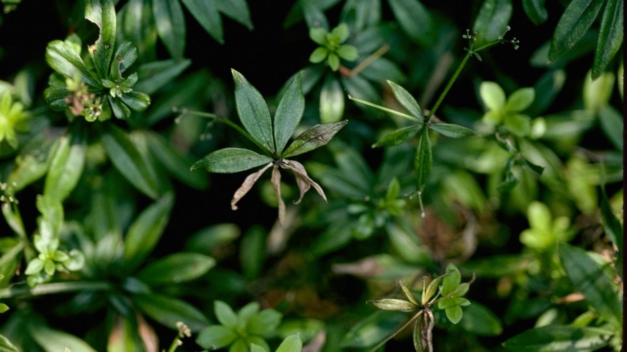 wilting symptoms - web blight