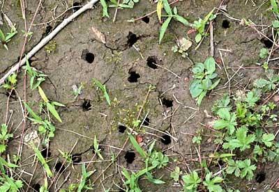 cicada emergence holes in lawn