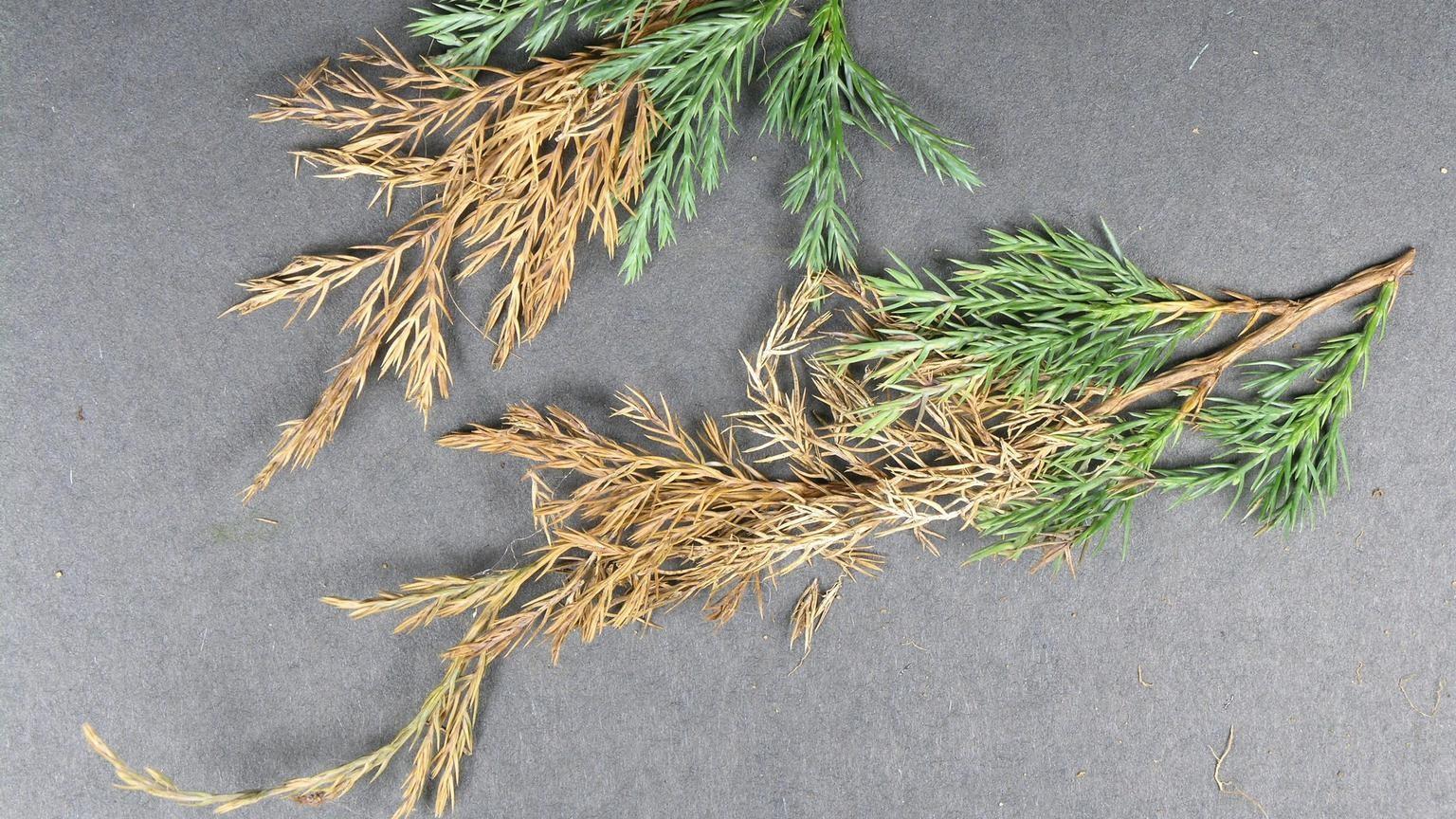 phomopsis twig blight symptoms on juniper