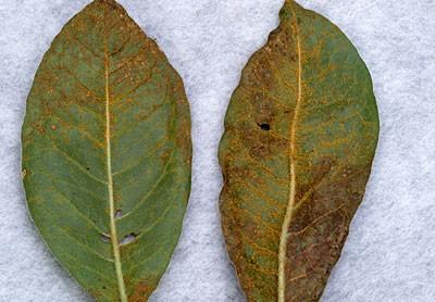 rust on azalea leaves