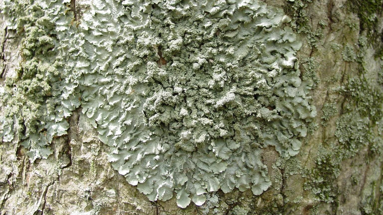 gray-green patch on tree trunk - lichen 