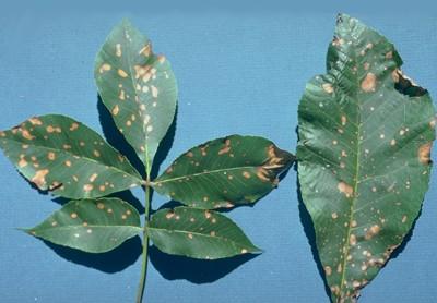 phytotoxicity symptoms on leaves