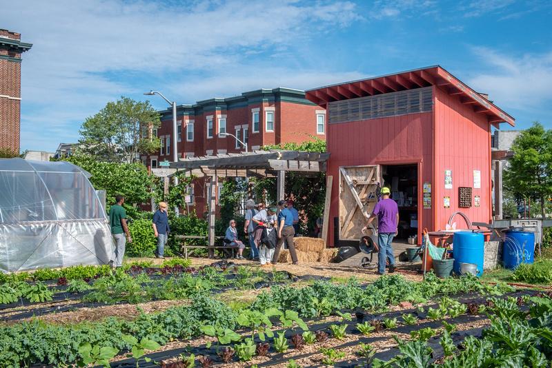 rows of vegetables in front of a flexible plastic hoop house, a storage shed, and a pergola on an urban farm, with a block of rowhomes in the background