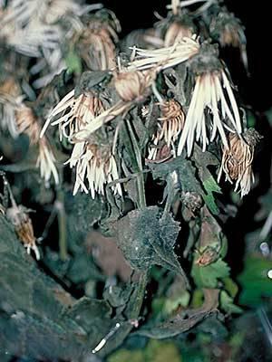 Botrytis on a potted mum