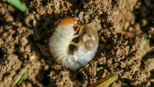 Identification of Grubs in Lawns | University of Maryland Extension